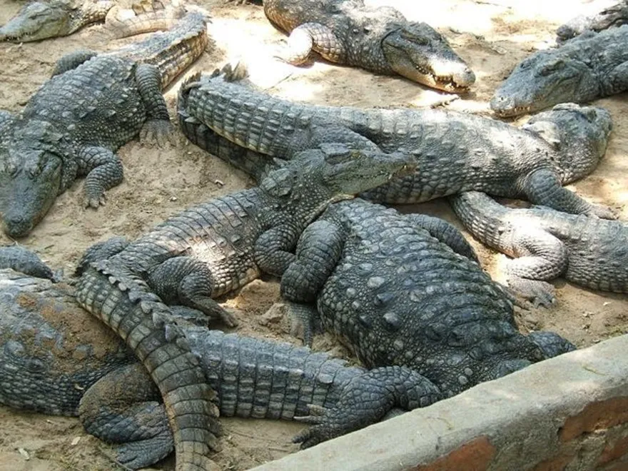 Madras Crocodile Bank Trust