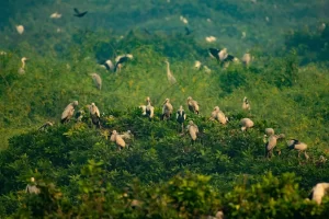 Vedanthangal Bird Sanctuary