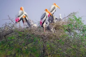 Bird Watching in Tamilnadu