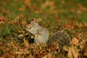 Grizzled Squirrel Wildlife Sanctuary