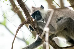 Kalakad Mundanthurai Tiger Reserve – KMTR