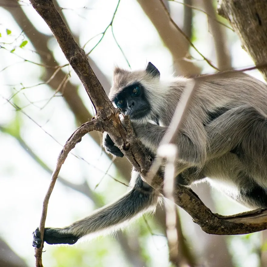 Kalakad Mundanthurai Tiger Reserve – KMTR Kalakad Mundanthurai Tiger Reserve – KMTR