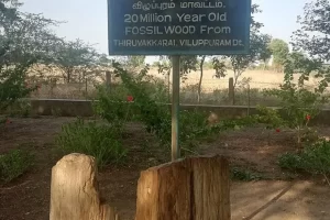 National Fossil Wood Park, Tiruvakkarai