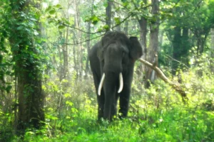 Jungle Safari in Tamilnadu