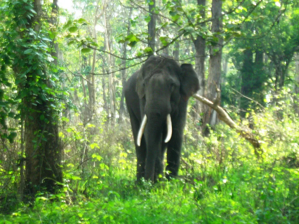 Jungle Safari in Tamilnadu