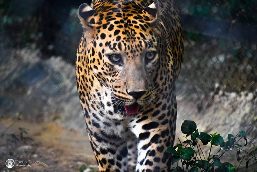 Sathyamangalam Tiger Reserve – Erode