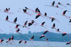Karikili Bird Sanctuary- Chengalpet