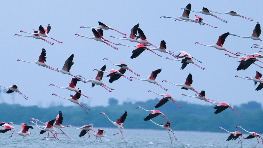 Karikili Bird Sanctuary- Chengalpet