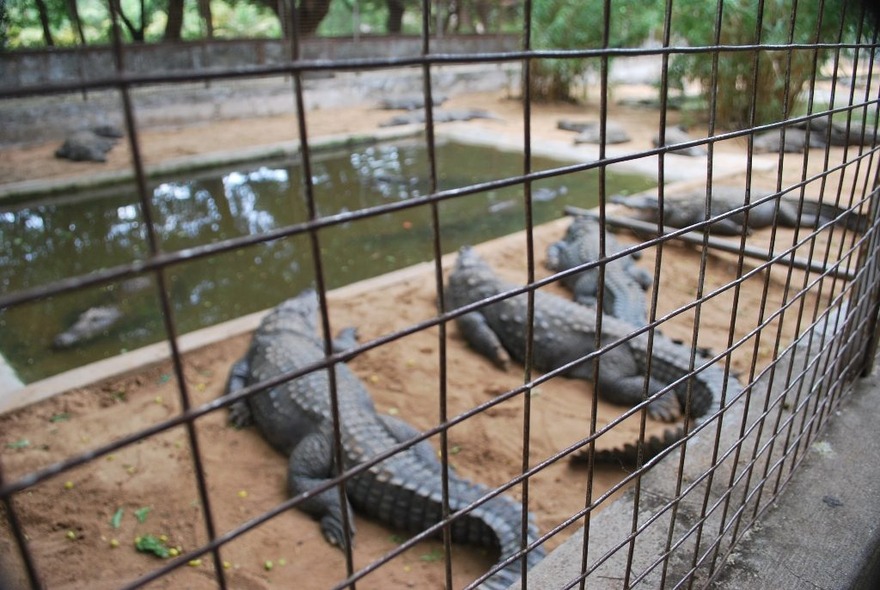 Amaravathi Crocodile Farm