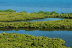 Karangadu Mangrove Forest and boating experience