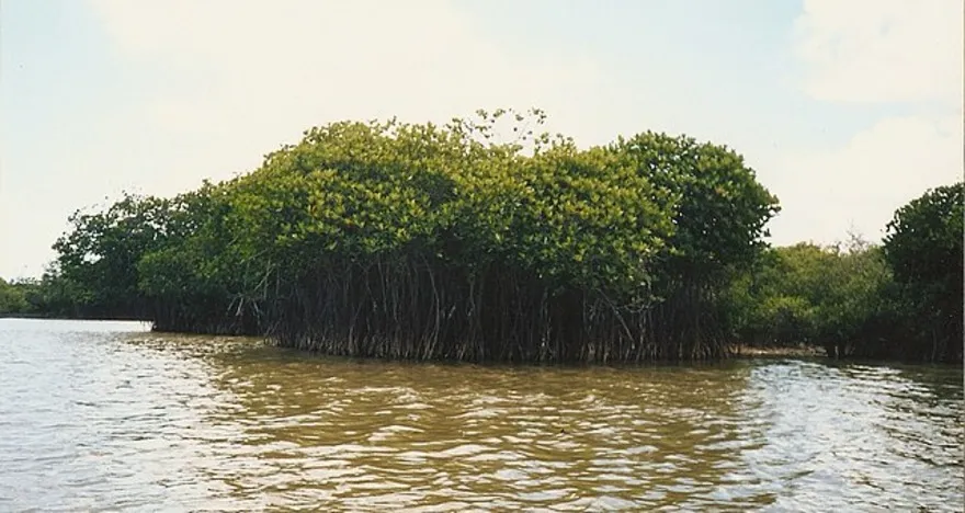 Pichavaram Mangrove Forest