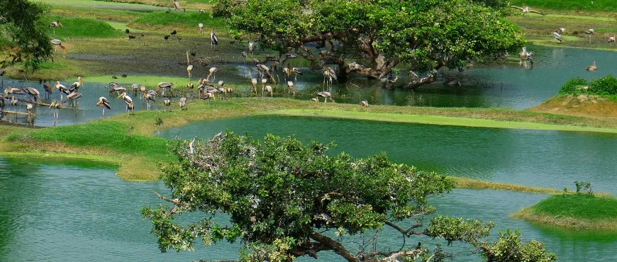 Vedanthangal Bird Sanctuary