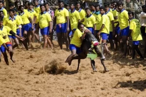 Exploring Jallikattu: Tamil Nadu’s Iconic Bull-Taming Festival